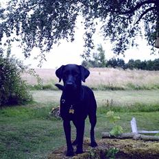 Blanding af racer Chili