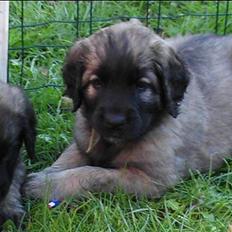 Leonberger Gaia