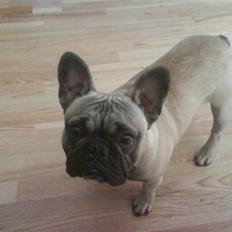 Fransk bulldog cendorria mozart. R.I.P