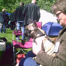 Fransk bulldog cendorria mozart. R.I.P