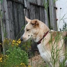 Blanding af racer Gaia