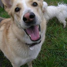 Blanding af racer Gaia