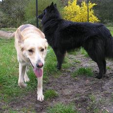 Blanding af racer Gaia