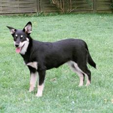 Finsk hyrdehund Fjällfarmens Kiivah