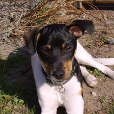 Dansk svensk gaardhund Idefix