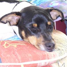 Dansk svensk gaardhund Idefix