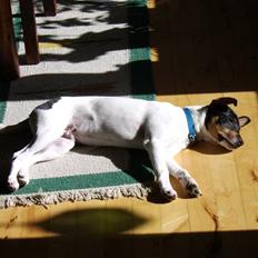 Dansk svensk gaardhund Idefix