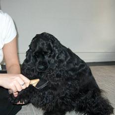 Amerikansk cocker spaniel Nala