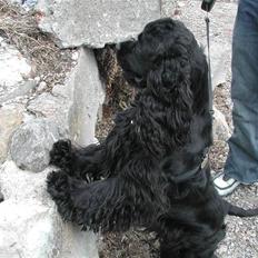 Amerikansk cocker spaniel Nala