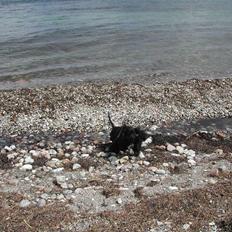 Amerikansk cocker spaniel Nala