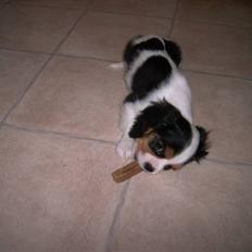 Cavalier king charles spaniel Townfield's Tony-Skott