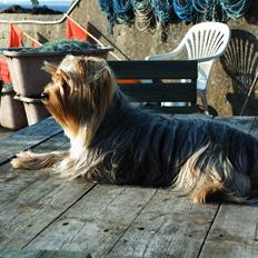 Yorkshire terrier Mia