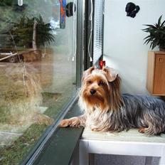 Yorkshire terrier Mia