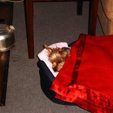 Yorkshire terrier Mia