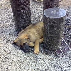 Schæferhund Bayogi`s Lobo R.I.P. (2012)