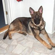 Schæferhund Bayogi`s Lobo R.I.P. (2012)