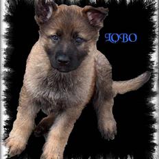 Schæferhund Bayogi`s Lobo R.I.P. (2012)