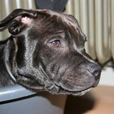 Staffordshire bull terrier Spike