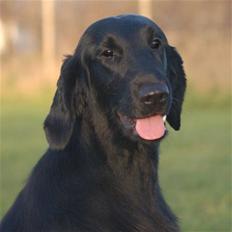 Flat coated retriever Money