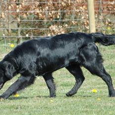 Flat coated retriever Money