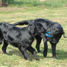 Flat coated retriever Money