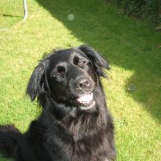 Blanding af racer TIKI R.I.P