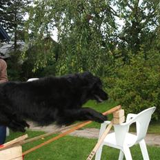 Blanding af racer TIKI R.I.P