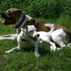 Jack russell terrier Futte