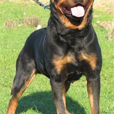 Rottweiler Gonzo