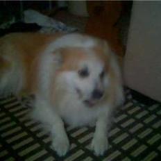 Blanding af racer Fox