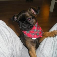 Griffon petit brabancon Olsen