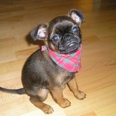 Griffon petit brabancon Olsen