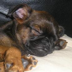 Griffon petit brabancon Olsen