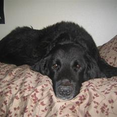 Blanding af racer Basse (1994-2007) 