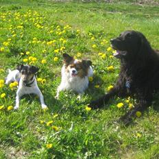 Blanding af racer Basse (1994-2007) 