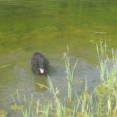 Blanding af racer Basse (1994-2007) 