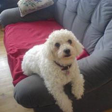 Bichon à poil frisé Mille (Tinghøjs Veronica)