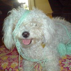 Bichon à poil frisé BIANCA