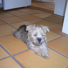 Cairn terrier molly