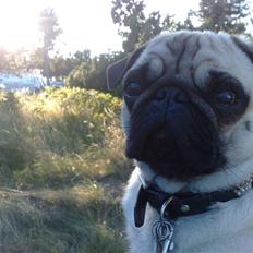 Mops Enzo :)