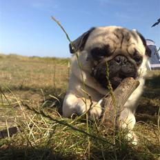 Mops Enzo :)