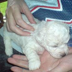 Bichon à poil frisé BIANCA
