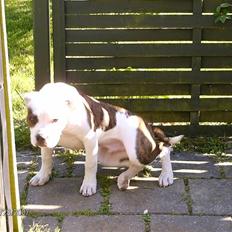 Amerikansk bulldog Jab's Leo.