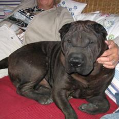 Shar pei Dolph