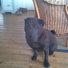 Shar pei Dolph