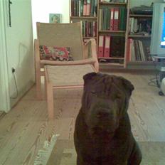 Shar pei Dolph