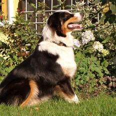 Australian shepherd Olga