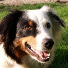 Australian shepherd Olga