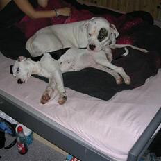 Blanding af racer Tezz