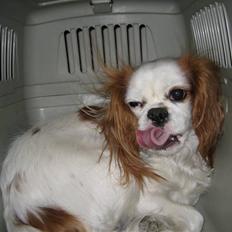 Cavalier king charles spaniel Perle R.I.P. 9. maj 2012